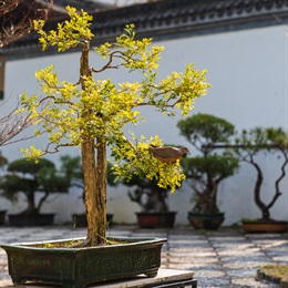 Potted bonsai in the Garden of Four Seasons.<br /><br />Garden of Four Seasons is a garden within the garden. Together with flowers of four seasons and traditional Chinese Lingnan-style bonsais, miniature mountains and shrubberies are showcased in the garden.